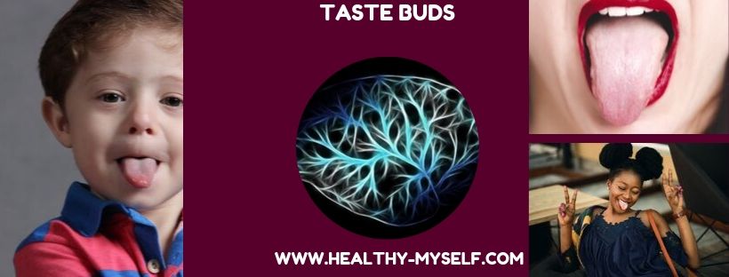 Taste Buds /healthy-myself.com