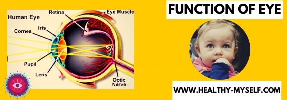 Function of eye -Healthy-myself.com