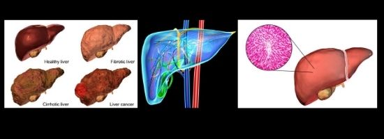 What is Liver and it's Structure Healthy-myself.com
