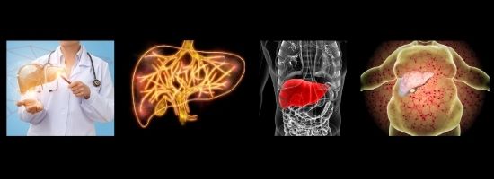 FAQ Session-Function of the liver- Healthy-myself.com